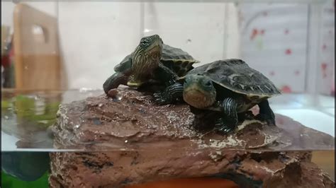 鹿港 烏龜可以 只養一隻 嗎